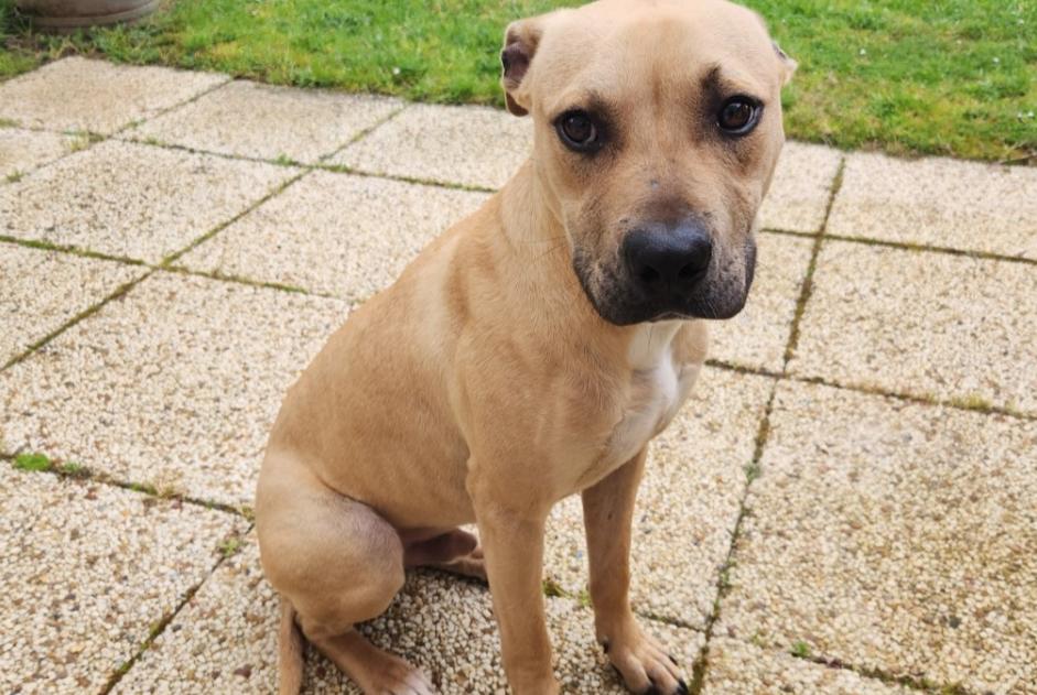 Alerte Découverte Chien croisement  Mâle Chalonnes-sur-Loire France