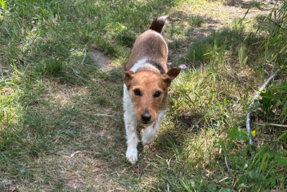 Alerte Découverte Chien  Femelle Neuillé France