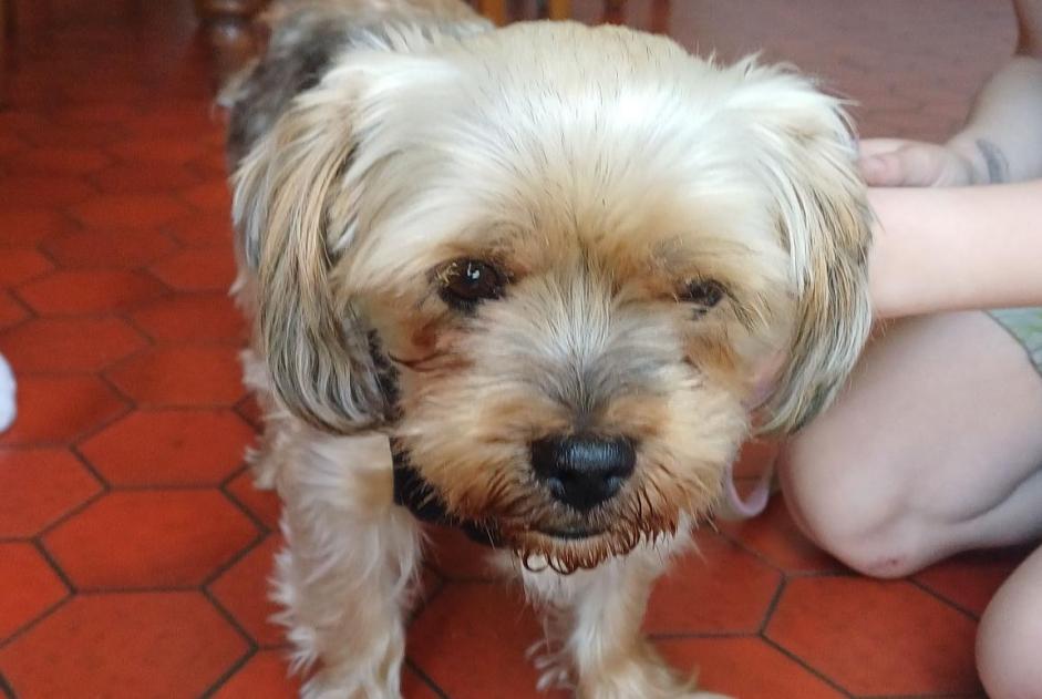 Avviso Ritrovamento Cane Maschio Cholet Francia Avviso Ritrovamento Cane Maschio Cholet Francia
