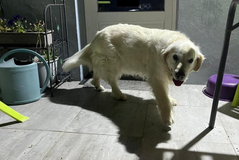 Avviso Ritrovamento Cane Femmina Chemillé-en-Anjou Francia Avviso Ritrovamento Cane Femmina Chemillé-en-Anjou Francia